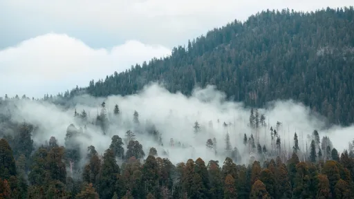 mountain with fog cloud sequoia national park
