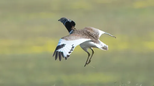 Male little bustard (Tetrax tetrax) engaged in a courtship display, Kalmyk, RU. Copyright Геннадий, iNaturalist. 